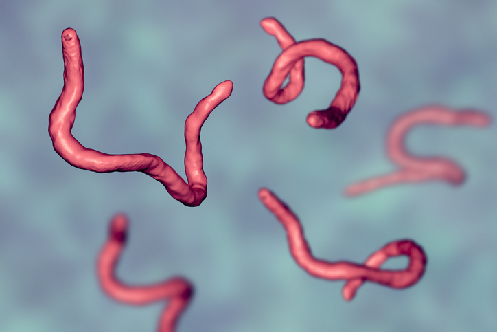 Parasitic hookworm Ancylosoma